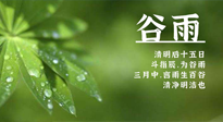 【二十四節(jié)氣灸】谷雨時(shí)節(jié)，用艾為您的健康加上一道保險(xiǎn)！